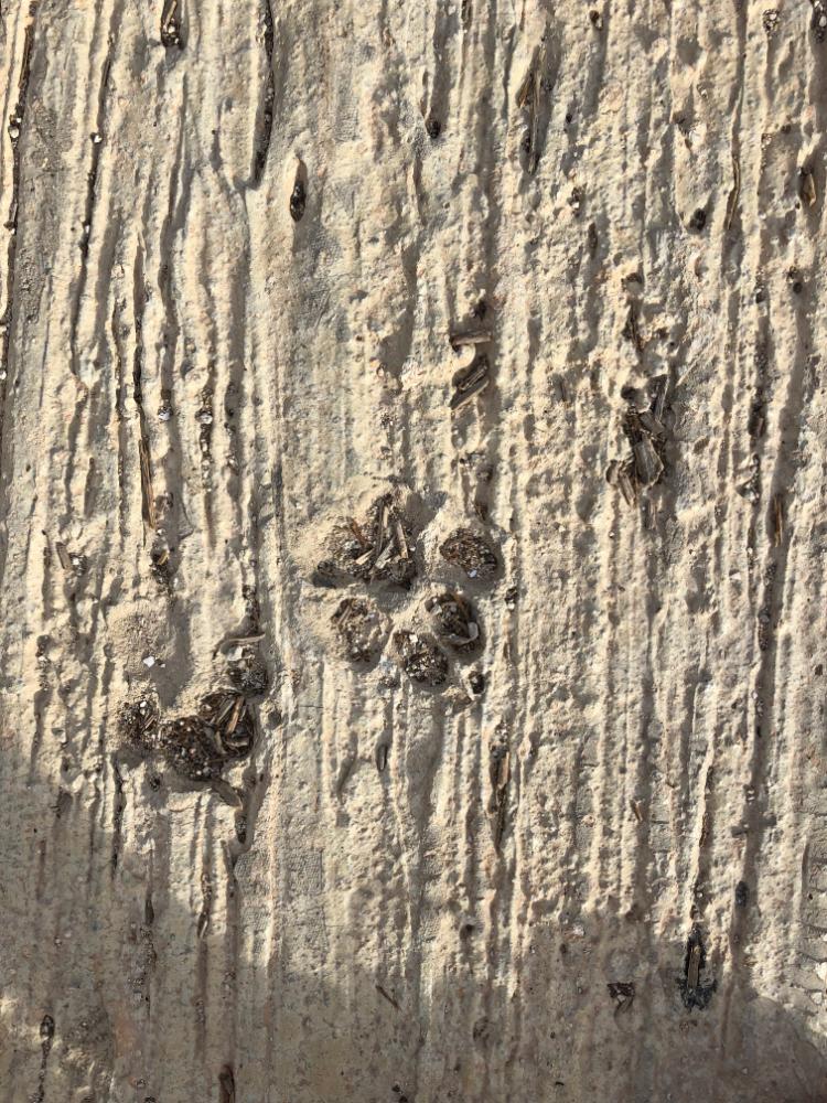 impronte di cane su cemento