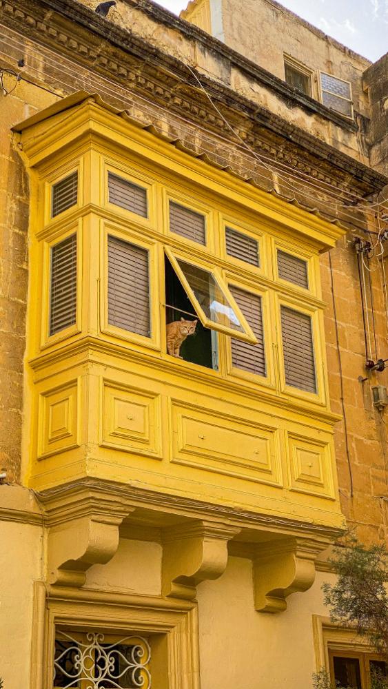 gatto al balcone malta