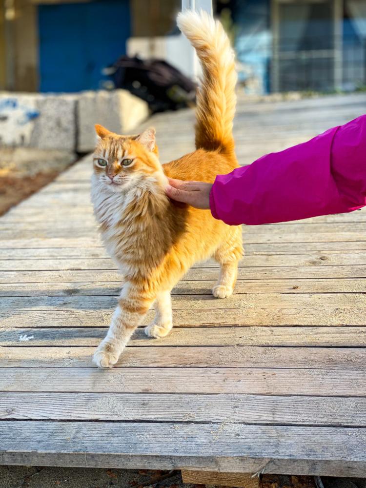 gatto randagio malta