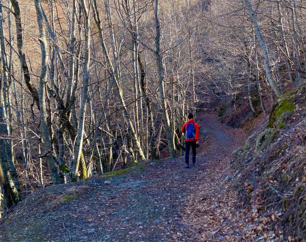 fol nei boschi di fanano