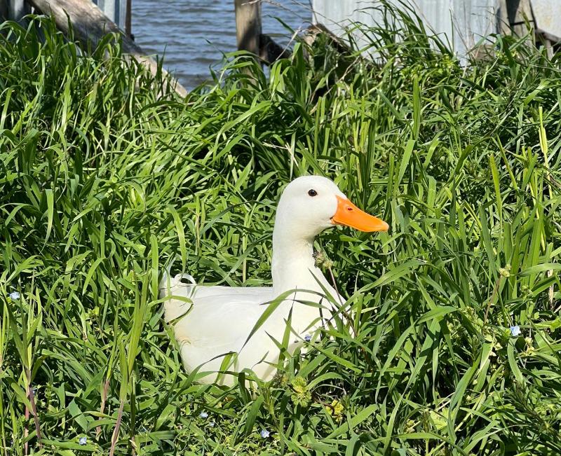 cosa vedere alle valli di comacchio