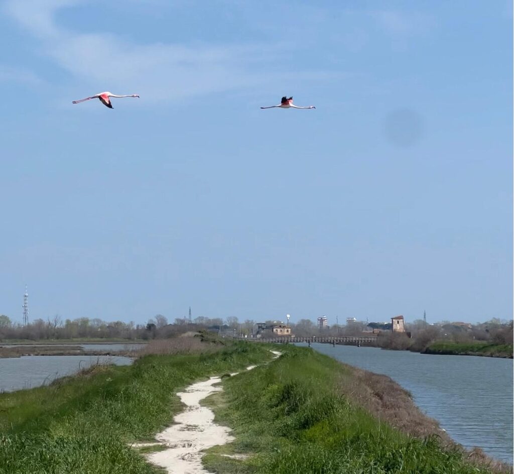 fenicotteri di Comacchio avvistati durante il più bel itinerario a piedi nel Delta del Po