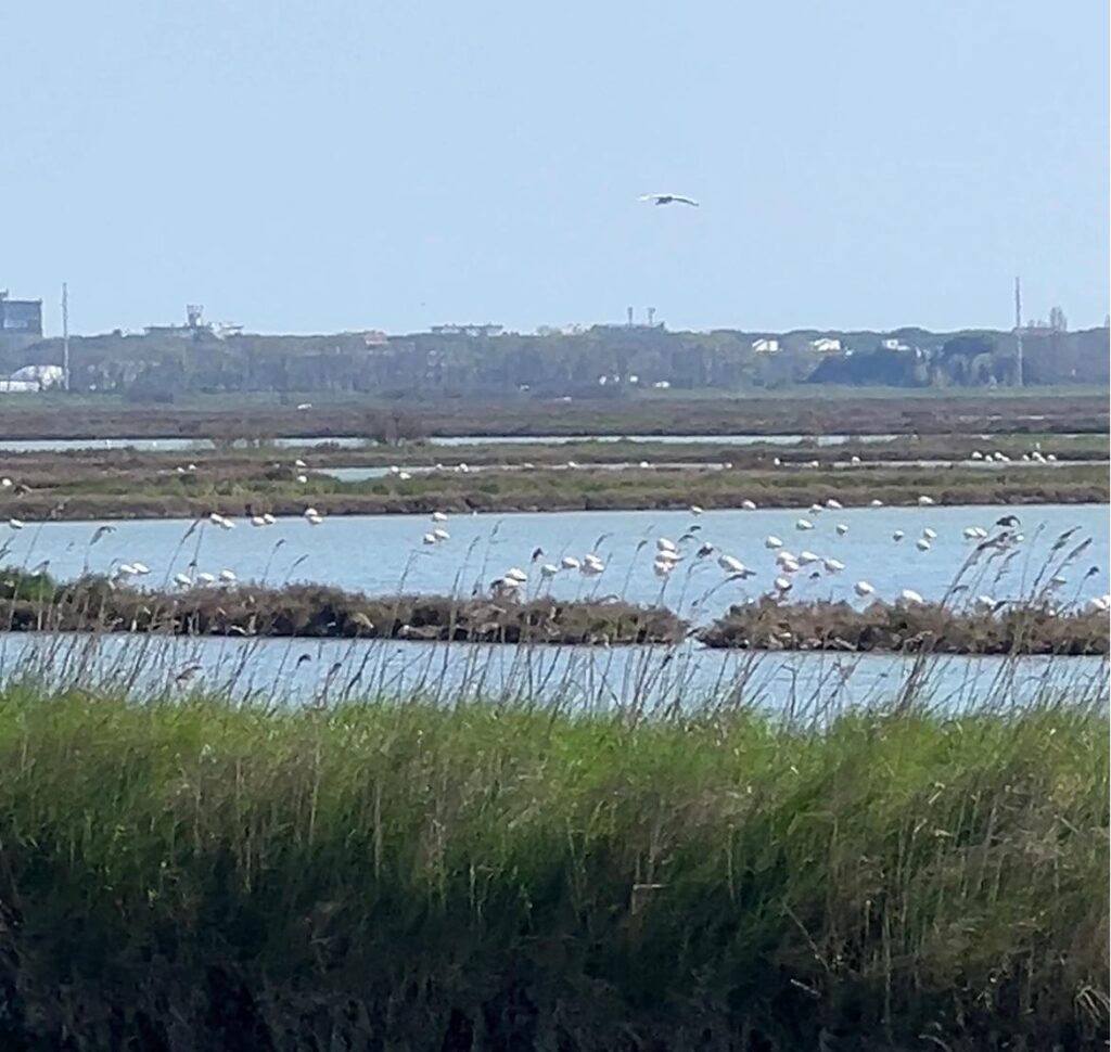 fenicotteri di Comacchio avvistati durante il trekking alle Valli di Comacchio